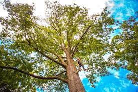 Best Hazardous Tree Removal  in Cashmere, WA