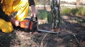 Best Tree Maintenance Programs  in Cashmere, WA