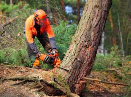 Best Tree Preservation Services  in Cashmere, WA