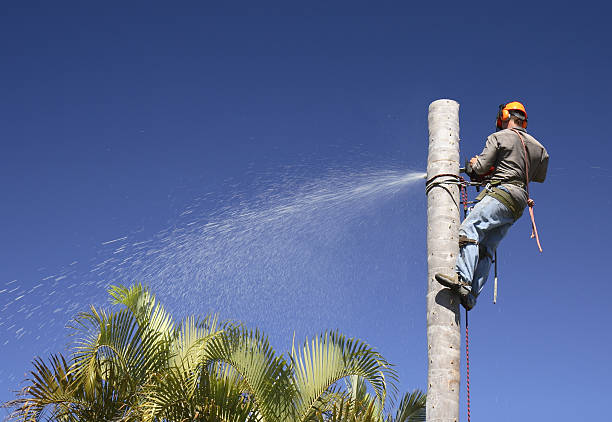 Trusted Cashmere, WA Tree Care Experts