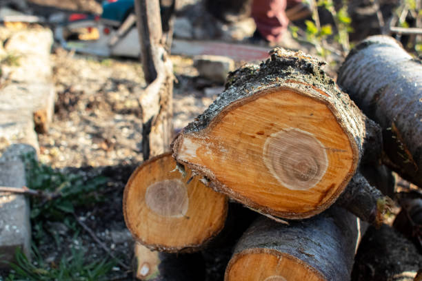 Best Seasonal Cleanup (Spring/Fall)  in Cashmere, WA