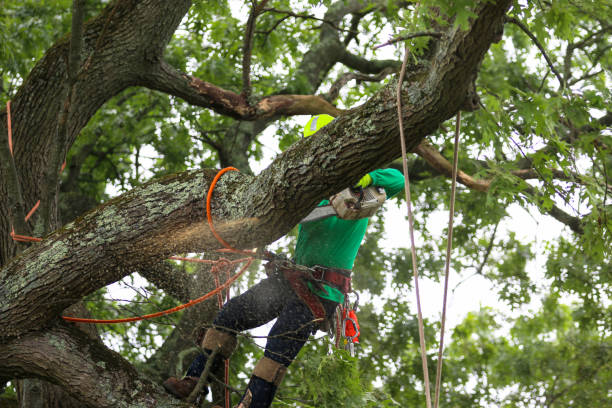 Best Tree Removal  in Cashmere, WA