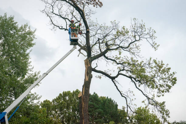 Best Arborist Consultation Services  in Cashmere, WA