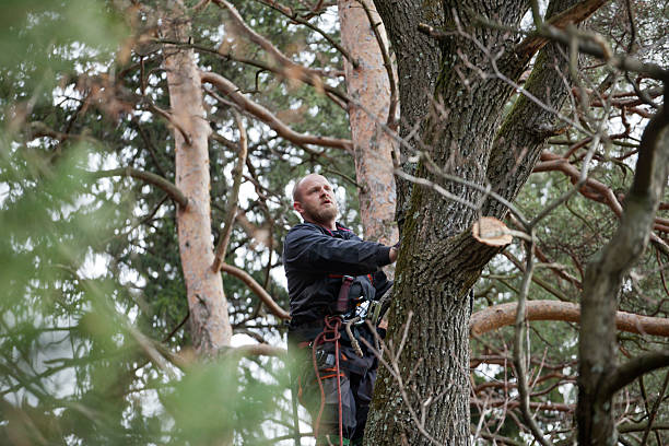 Best Fruit Tree Pruning  in Cashmere, WA