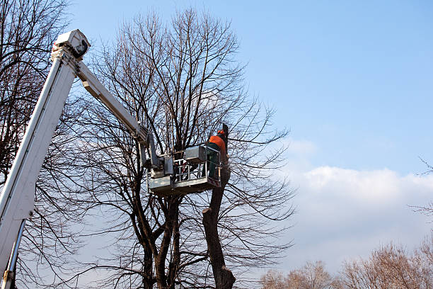 Best Storm Damage Tree Cleanup  in Cashmere, WA
