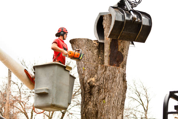 How Our Tree Care Process Works  in  Cashmere, WA