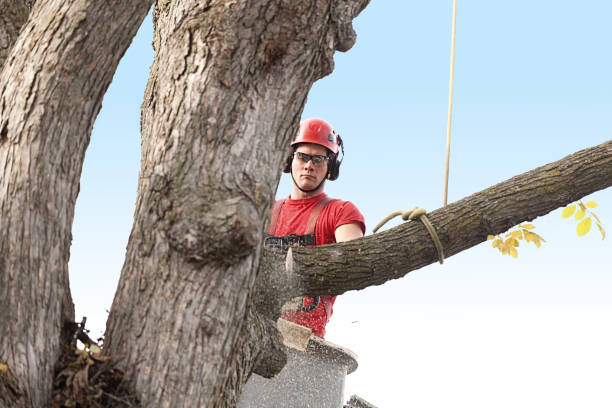 Best Tree Cabling and Bracing  in Cashmere, WA